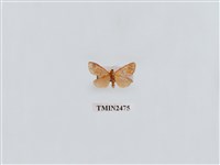 藏品(放射美苔蛾)的圖片